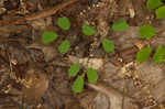 Southern meadow-rue